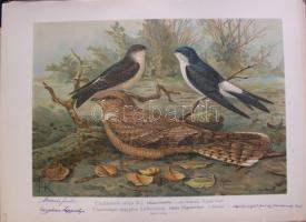 Nagy Jenő madarász hagyatékából: A világ madarai kiállítási anyag: több száz nagyméretű tabló a száz...