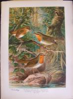 Nagy Jenő madarász hagyatékából: A világ madarai kiállítási anyag: több száz nagyméretű tabló a száz...