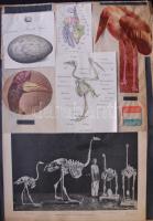 Nagy Jenő madarász hagyatékából: A világ madarai kiállítási anyag: több száz nagyméretű tabló a száz...