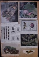 Nagy Jenő madarász hagyatékából: A világ madarai kiállítási anyag: több száz nagyméretű tabló a száz...