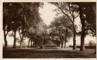 Mezőhegyes ménesintézet szilfasor