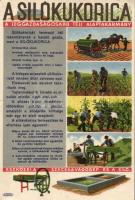 Silókukorica, a téli alaptakarmány / Maize for the winter (EK)