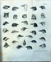 Lázár Kálmán, gróf: A lég urai. 10 nagy szinnyomatú fametszvénnyel és számos kőnyomatú ábrával. Pest...