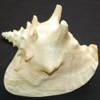 Gyönyörű, nagyméretű csendes-óceáni kagyló /
Large seashell 20x18x15cm