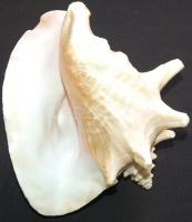 Gyönyörű, nagyméretű csendes-óceáni kagyló /
Large seashell 20x18x15cm