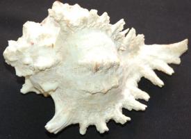 Gyönyörű csendes-óceáni kagyló / Seashell 19x13x11cm