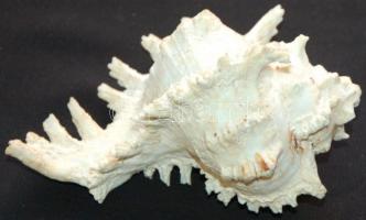 Gyönyörű csendes-óceáni kagyló /
Seashell 19x13x11cm