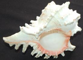 Gyönyörű csendes-óceáni kagyló /
Seashell 19x13x11cm