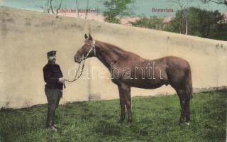 Kisbér lótelep, Bonavista (EK)