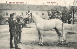 Bábolna gazal törzsmén