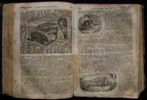 cca 1840 Allgemeine Wohlseile Bilder Bibel. Első lap fele hiányzik. Sok fametszettel. / with many wo...
