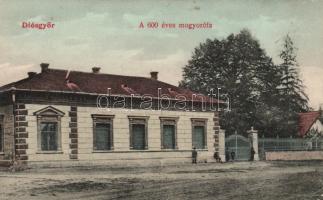 Diósgyőr 600 éves mogyorófa (EK)