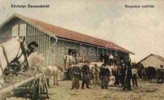 Őscsanád potato farm