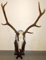 Nagyméretű szarvasagancs-trófea / Deer-trophy 120 cm