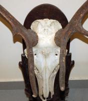 Nagyméretű szarvasagancs-trófea / Deer-trophy 120 cm