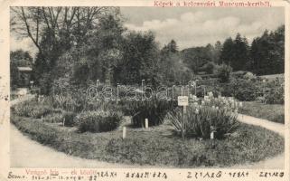 Kolozsvár museum garden (EK)