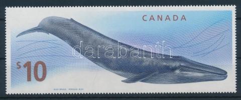 Blue whale, Kékbálna, Blauwal