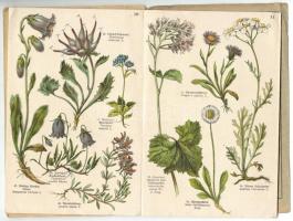 ~1920 Kis atlasz az Alpok flórájáról 12db színes illusztrációkkal