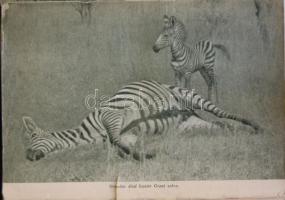 Mészáros Kálmán: Abesszinia a vadászok paradicsoma.
Bp. 1942, Stádium. 192p. Kiadói, laza egészvászo...