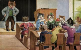 Cat school