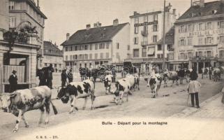 Bulle cows