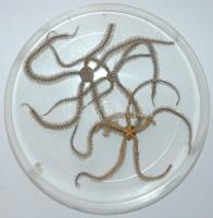 Tengeri csillag kb. 12cm 2db, műanyag dobozban