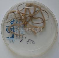 Tengeri csillag kb. 12cm 2db, műanyag dobozban