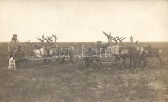 Reindeer, folklore, real photo