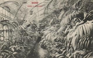 Gödöllő pálmaház (fa)