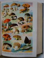 A család egészsége. Népszerű orvosi tájékoztató és tanácsadó. Szerk. Dr. Somogyi Béla. Szétnyitható ...