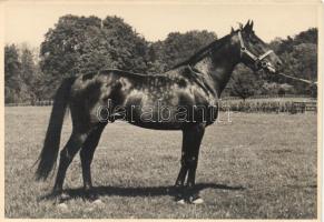 Berggeist racing horse