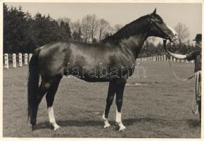 Angeber racing horse