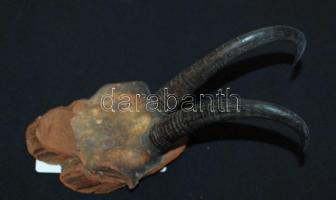 Falra akasztható zerge trófea 23cm