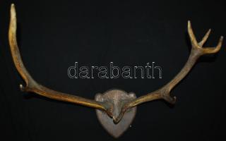 Szarvasagancs-trófea, falra akasztható, jó állapotban / Deer-trophy 50 cm