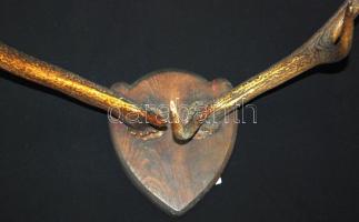 Szarvasagancs-trófea, falra akasztható, jó állapotban / Deer-trophy 50 cm