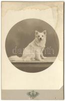 cca 1890 Kutyát ábrázoló keményhátú fotó / Dog photo