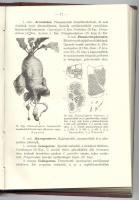 Tuzson János, Dr.: Rendszeres növénytan I. kötet Általános rész és a virágtalan növények. II. Bp., 1911. Hornyánszky. 362p. 281 szöveg közé nyomtatott képpel. Egészvászon kötésben.