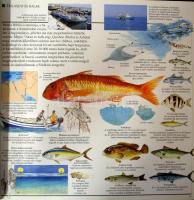 Szentföld: Mecsetek és minaretek, beduin kúfijják, a Sinai sivatagos tájai,a Holt-tenger sóképződmén...