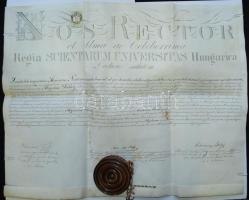 1902 Orvosi diploma "kutyabőrön" 60x50 cm függő viaszpecséttel / Doctor's diploma