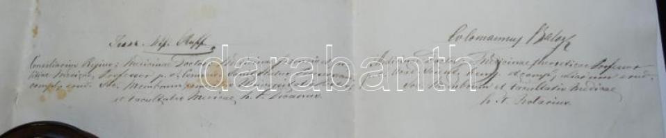 1902 Orvosi diploma "kutyabőrön" 60x50 cm függő viaszpecséttel / Doctor's diploma