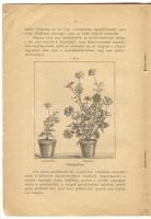 1893 Mauthner Ödön virág, zöldség és pázsittrágya reklámfüzet képekkel. 24p