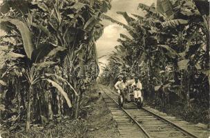 Banana Plantage (EK)