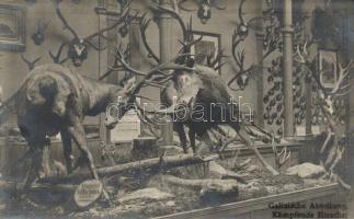 International Hunting Exposition 1910, fighting deer