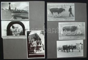 12 darab fotó 1954-1956, állatok, Budapest