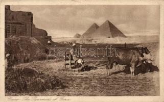 Cairo, Pyramids of Giza (Rb)