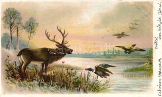 Red deer stag litho