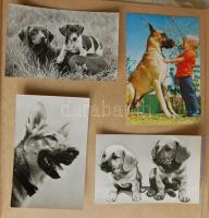 50 oldalas nagyméretű fotóalbum benne kb 350 db állatokat ábrázoló modern lap, valamint üdvözlő lapok