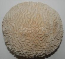Nagyméretű, szép csendes-óceáni korall /  Nice large coral, 10x16cm