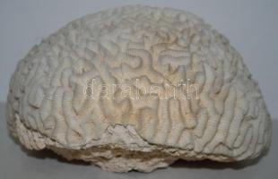 Nagyméretű, szép csendes-óceáni korall / 
Nice large coral, 10x16cm