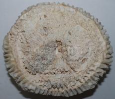 Nagyméretű, szép csendes-óceáni korall / 
Nice large coral, 10x16cm